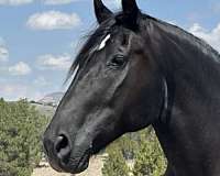 trail-riding-percheron-horse