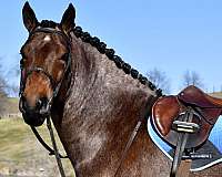cross-draft-horse