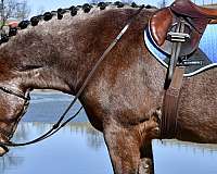 athletic-draft-horse