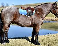 draft-horse