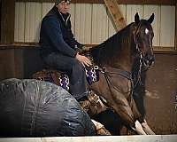 flashy-draft-horse