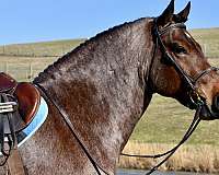 driving-draft-horse