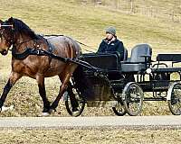 parade-draft-horse
