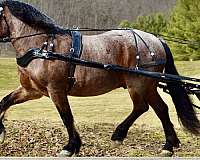 ranch-draft-horse