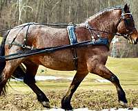 ridden-english-draft-horse