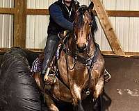 ridden-western-draft-horse