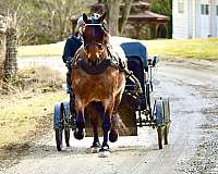 roping-draft-horse