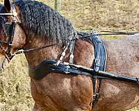 show-draft-horse