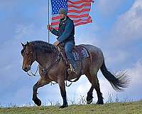 trail-draft-horse