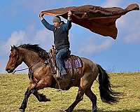 trail-riding-draft-horse