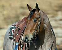 flashy-quarter-horse