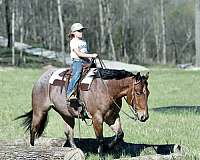 athletic-quarter-horse