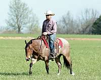 kid-safe-quarter-horse