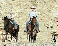 ranch-quarter-horse