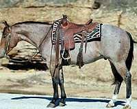 ranch-versatility-quarter-horse