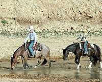 roping-quarter-horse