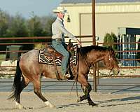 show-quarter-horse