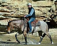 western-riding-quarter-horse