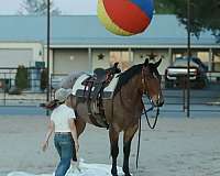 working-cattle-quarter-horse
