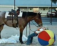 youth-quarter-horse
