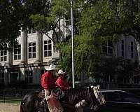 athletic-draft-horse