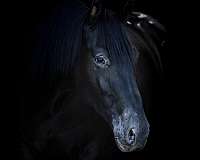 cross-draft-horse