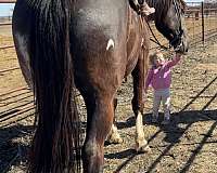 ranch-versatility-draft-horse