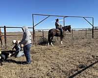 ranch-draft-horse