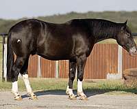 draft-horse
