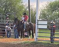 roping-draft-horse