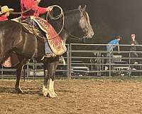 show-draft-horse
