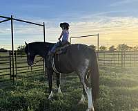 trail-draft-horse