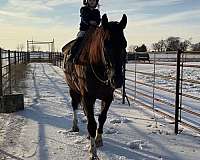 flashy-draft-horse