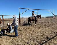 husband-safe-draft-horse
