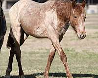 red-roan-roan-paint-filly