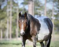 red-roan-roan-paint-foal