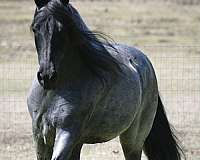 red-roan-roan-twhbea-foal