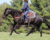 athletic-quarter-horse