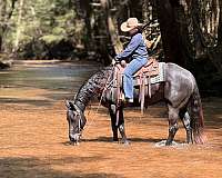 beginner-quarter-horse