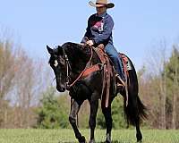 husband-safe-quarter-horse