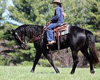flashy-quarter-horse