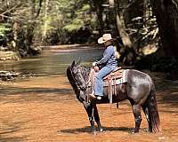 kid-safe-quarter-horse