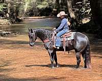 ranch-quarter-horse