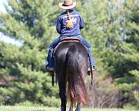ranch-versatility-quarter-horse