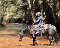 ranch-work-quarter-horse