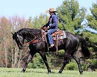 roping-quarter-horse