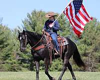 show-quarter-horse