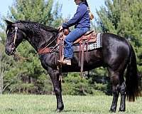 trail-quarter-horse