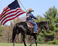 trail-riding-quarter-horse