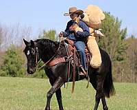 western-riding-quarter-horse